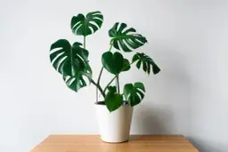 Monstera dla psa: toksyczność, objawy zatrucia i pierwsza pomoc