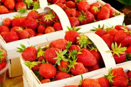 Ile można zarobić na zbiorze truskawek? Realne stawki i zarobki