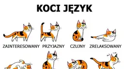Jak karmić osieroconego kociaka? Praktyczny przewodnik krok po kroku