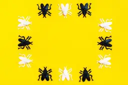 Czarno-białe plastikowe owady tworzą ramkę. Wygląda jak sen o pluskwach, ale to tylko zabawki.