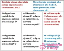 Płeć dziecka: Kiedy i jak najwcześniej ją poznasz? Metody i pewność.
