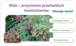 Jak przycinać róże rabatowe po przekwitnięciu, aby kwitły obficie