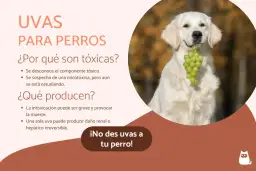 Un perro dorado sonríe con un racimo de uvas verdes en la boca. El texto advierte: "¡No des uvas a tu perro!" porque los perros pueden comer uvas y son tóxicas.