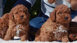 Tiernos cachorros de caniche con corte asiático, listos para conquistar corazones.