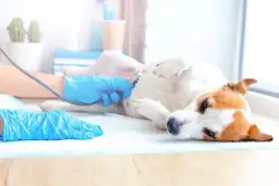 Jak długo trwa ciąża u suki? Kluczowe etapy rozwoju