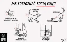 Kotka w ciąży bez objawów rui? Poznaj przyczyny i zapobieganie