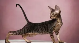 Devon Rex dla alergika: czy to najlepszy wybór dla Ciebie?