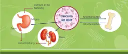 Vitamin D & Calcium: Richtig einnehmen für starke Knochen