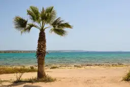 Palma na piaszczystej plaży, turkusowe morze. Czy to miejsce, gdzie jest najcieplejsza woda na świecie?