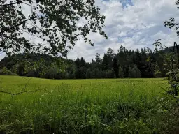 Zielona łąka i las na tle nieba. Krynica-Zdrój jakie to góry? Beskid Sądecki, łagodne wzgórza porośnięte lasem.