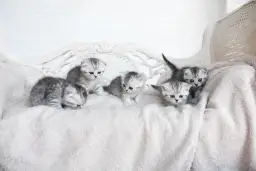 Kiedy oddzielić kocię od matki? Optymalny wiek adopcji