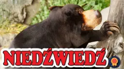 Najlepsze filmy o niedźwiedziu, które musisz zobaczyć - zaskakujące historie