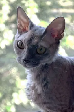 Devon Rex dorosły: idealny towarzysz dla dojrzałych właścicieli котów