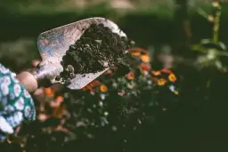 Skuteczne sposoby na odkwaszenie gleby – popraw pH swojej ziemi