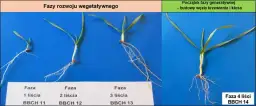 Fazy rozwojowe pszenicy ozimej: klucz do wysokich plonów