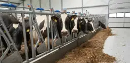 Drożdże dla krowy: korzyści i zastosowanie w hodowli bydła