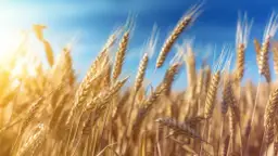 Agricole Trade PL: Analizy i notowania na Agricole Trade - Śledź trendy 