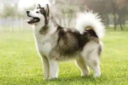 Profesjonalna hodowla malamute: jak wybrać najlepszą dla swojego psa