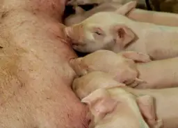Efektywna hodowla prosiąt do rozrodu - klucz do sukcesu farmy