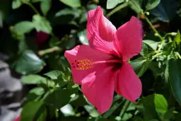 Jaki nawóz do hibiskusa ogrodowego zapewni bujne kwitnienie - poradnik eksperta
