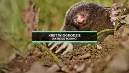 Skuteczne sposoby na pozbycie się kreta z ogrodu – sprawdzone metody i porady