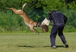Kompletne szkolenie owczarka belgijskiego malinois - od szczeniaka do PSA