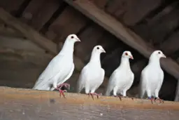 Kompletny poradnik jak wytresować gołębia pocztowego: 6 skutecznych kroków