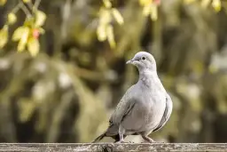 Co oznacza gołąb na parapecie - zaskakujące symbole i znaczenia