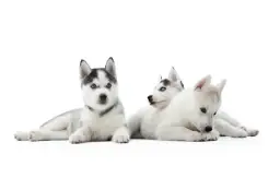 Co powinny jeść szczeniaki husky? Dieta, zakazane produkty i porady żywieniowe