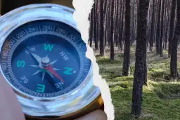 Zgubiony w lesie? Zbuduj najprostszy kompas z igły i wody!
