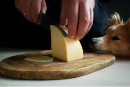 Czy pies może jeść ser camembert? Ryzyka zdrowotne i alternatywy