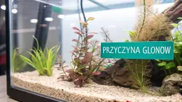 Zielona tabliczka "PRZYCZYNA GLONOW" w akwarium z piaskiem i roślinami wodnymi.