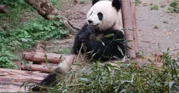 Pandy panda w polskich zoo - gdzie zobaczyć te urocze zwierzęta?