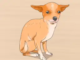 Un adorable chihuahua cachorro sentado, listo para aprender sobre sus cuidados.