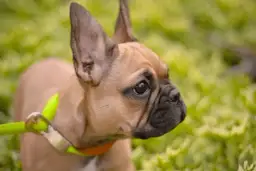 Buldog francuski: czy ta rasa ma ogon? Informacje na ten temat