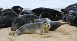 Foki na wyspie sobieszewskiej odpoczywają na piaszczystej plaży. Widać ich wiele, leżą blisko siebie.