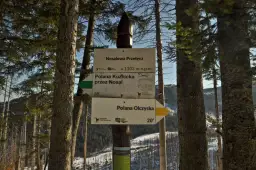 Rozdroże na Nosalowej Przełęczy (1103 m n.p.m.). Szlak na Nosal prowadzi przez Polanę Kuźnicką (55 min) lub Polanę Olczyską (20 min).