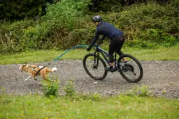 Rowerzysta w kasku jedzie po szutrowej ścieżce, ciągnąc psa na szelkach.