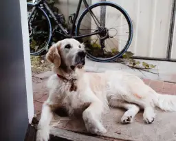 Czy golden retriever nadaje się do bloku? Oto, co musisz wiedzieć