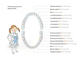 W jakim wieku rośnie ząb mądrości? Poznaj zaskakujące fakty
