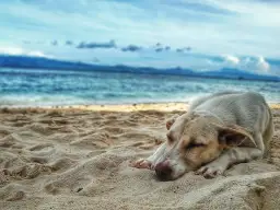 Pies śpi na piaszczystej plaży, marząc o zabawie na plaży dla psów. W tle błękitne morze i niebo.