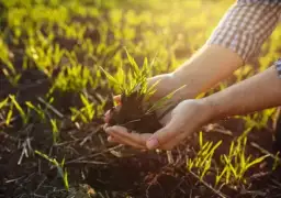 Jaki nawóz pod pszenicę? Odkryj najlepsze rozwiązania dla plonów