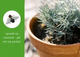 Jak się pozbyć muszek z doniczek i uratować swoje rośliny