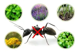Rośliny odstraszające mrówki w ogrodzie: naturalna ochrona kwiatów