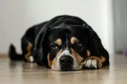 Smutny piesek leży na podłodze, wygląda na chorego, być może ma wymioty u psa.