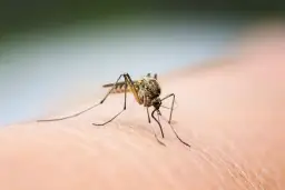 Czym żywi się komar? Zaskakujące fakty o ich diecie i nawykach