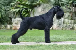 Un imponente schnauzer gigante negro, con su característico bigote, posa orgulloso en un jardín.