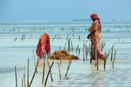 Kiedy sezon na Zanzibar: najlepszy czas na wymarzone wakacje