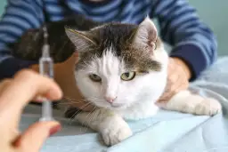 Cukrzyca u kota objawy: jak rozpoznać i uniknąć poważnych problemów