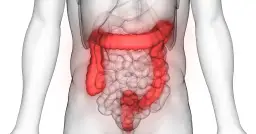 Anatomia jelita grubego, uwidoczniona w czerwonym kolorze, pokazuje jego złożoną strukturę w ludzkim ciele.